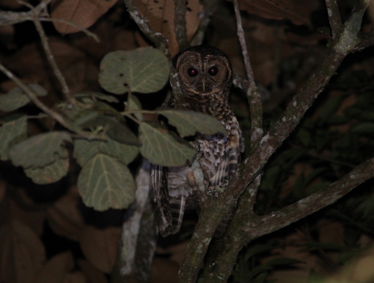 Rusty-barred Owl - ML622670914