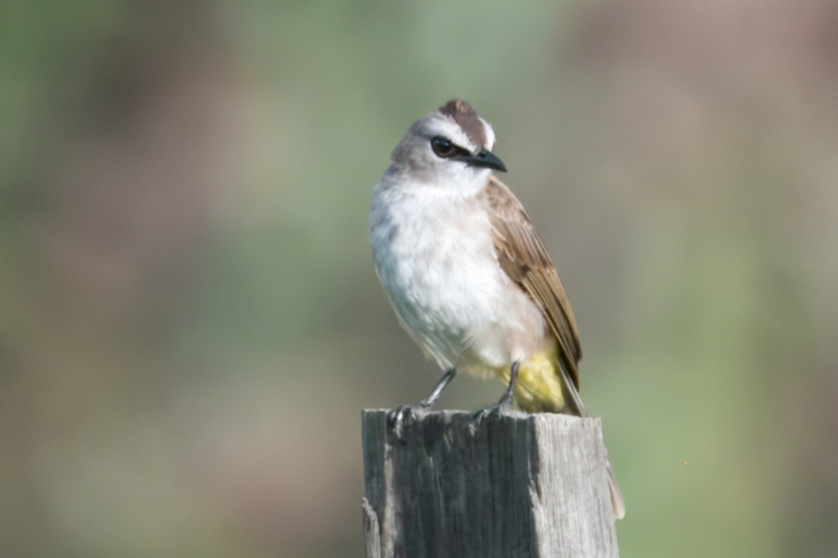 Bulbul Culiamarillo - ML622671005