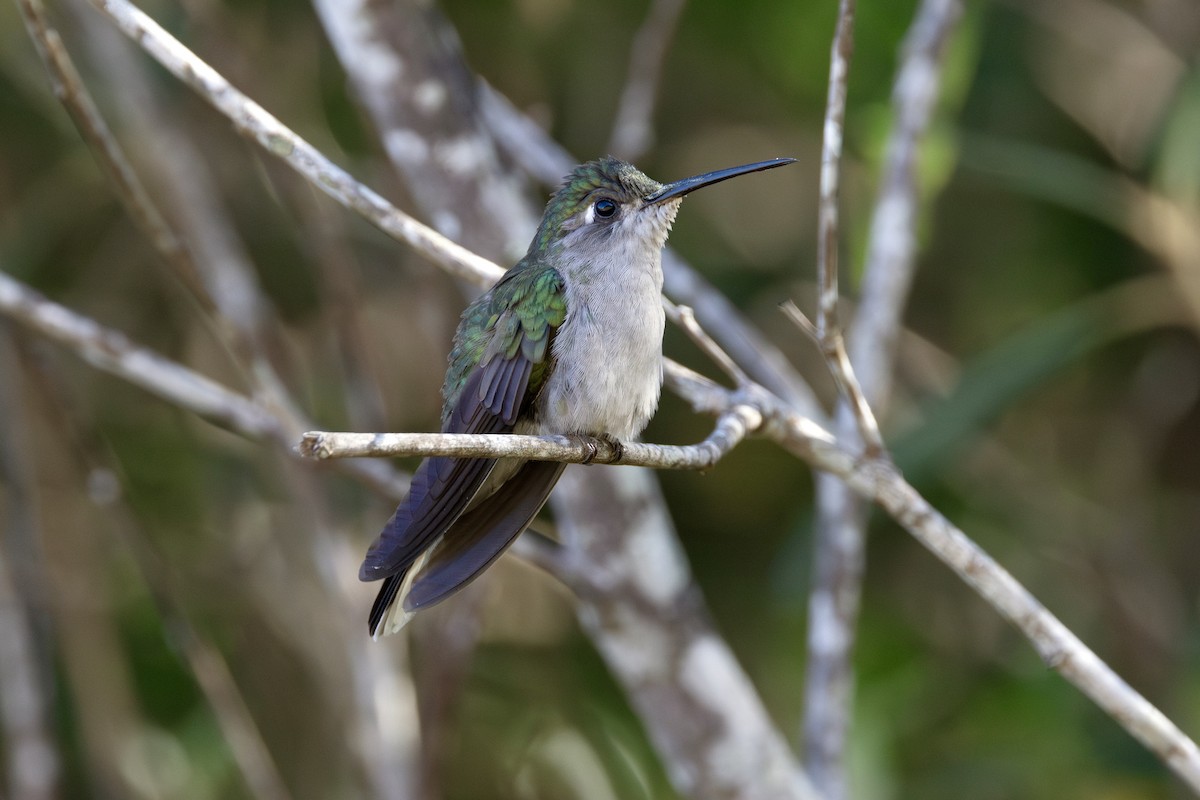 Diamantina Sabrewing - ML622671051