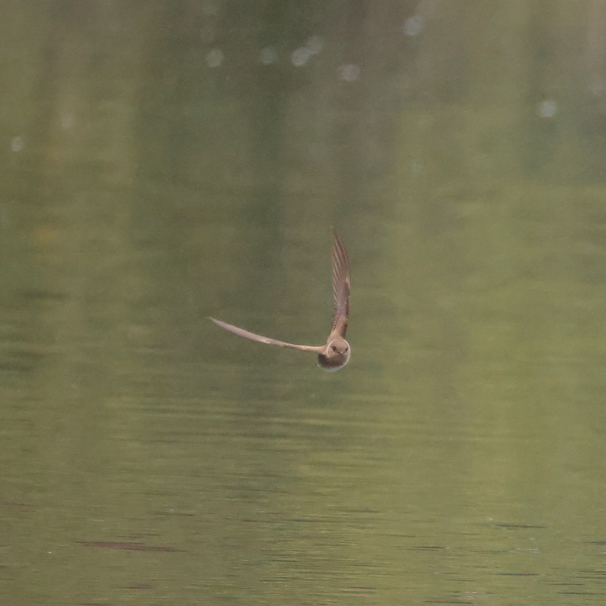 Northern Rough-winged Swallow (Northern) - ML622671093