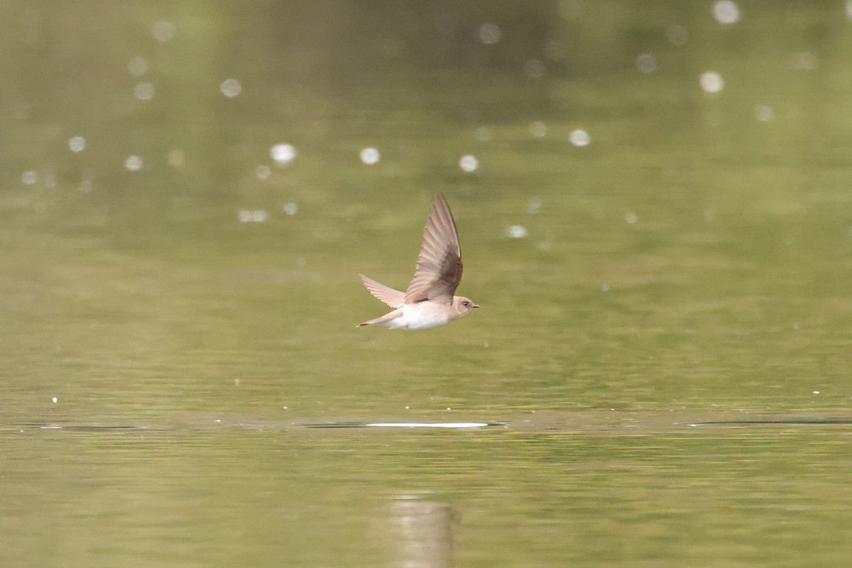 Northern Rough-winged Swallow (Northern) - Gregory Luckert