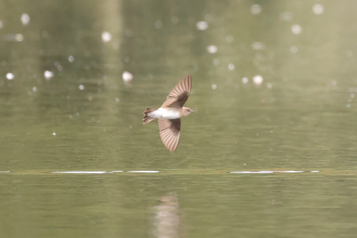 Northern Rough-winged Swallow (Northern) - ML622671095