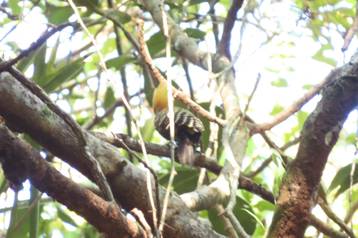 Ochre-backed/Blond-crested Woodpecker - ML622671146