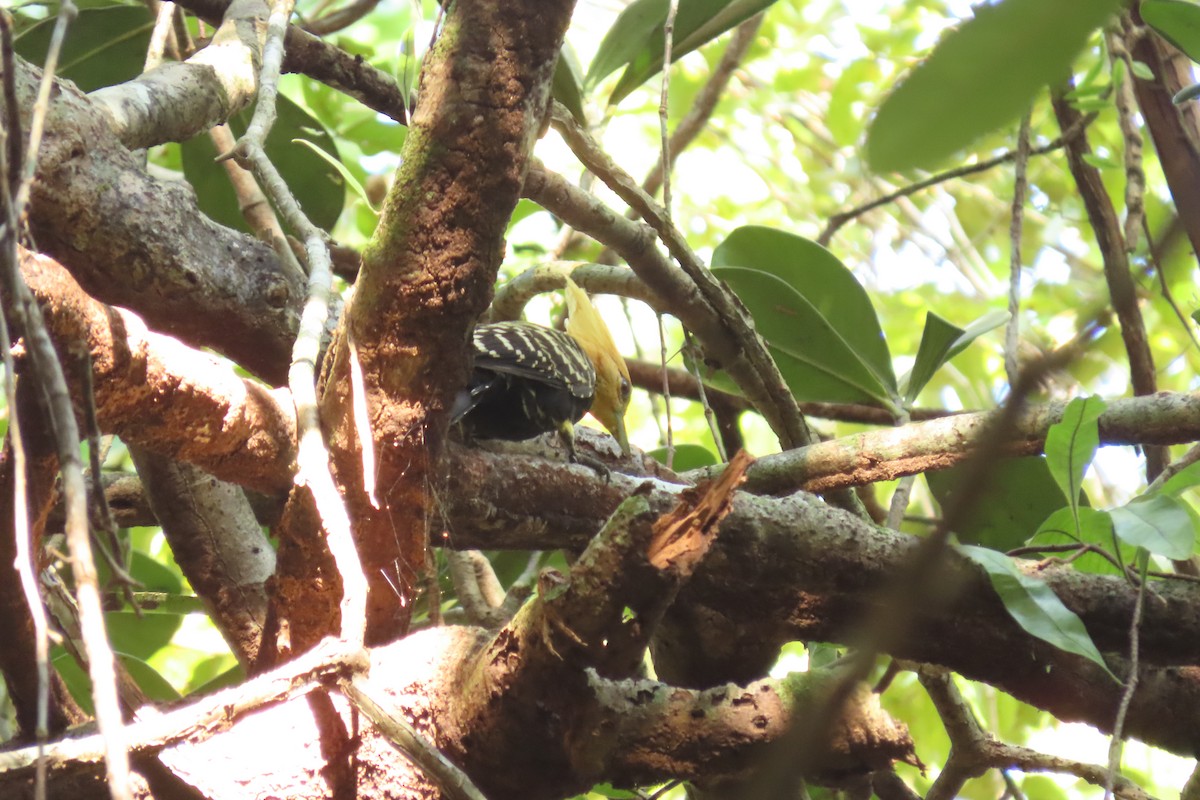 Ochre-backed/Blond-crested Woodpecker - ML622671148