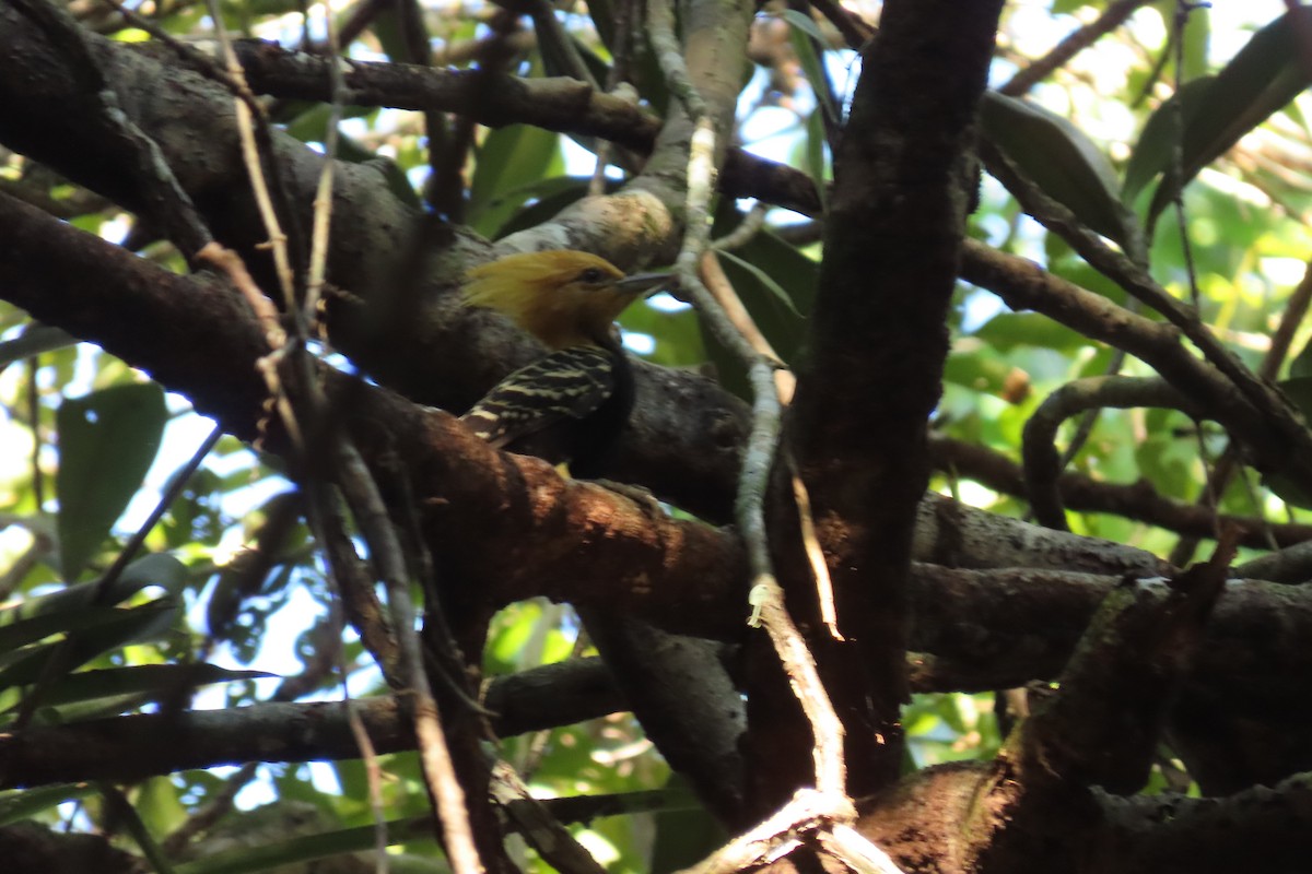 Ochre-backed/Blond-crested Woodpecker - ML622671149