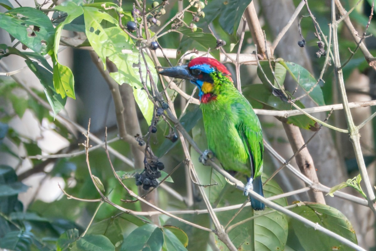 Red-crowned Barbet - ML622671160