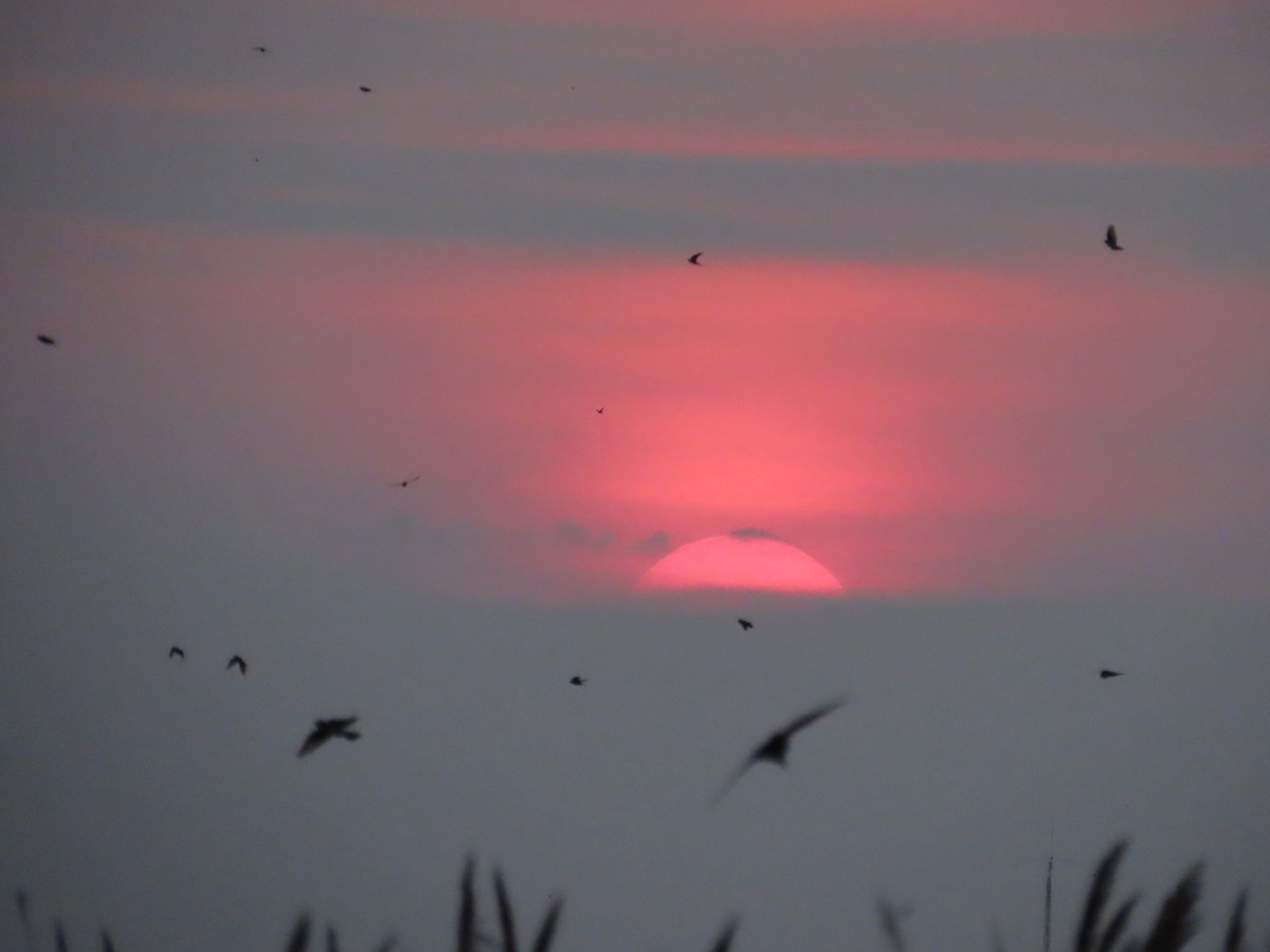 Purple Martin - ML622671258