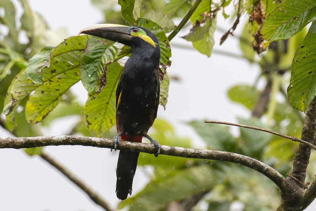 Yellow-eared Toucanet - ML622671280