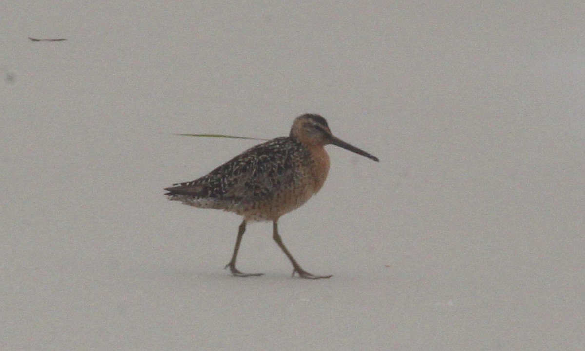 Long-billed Dowitcher - ML622671281