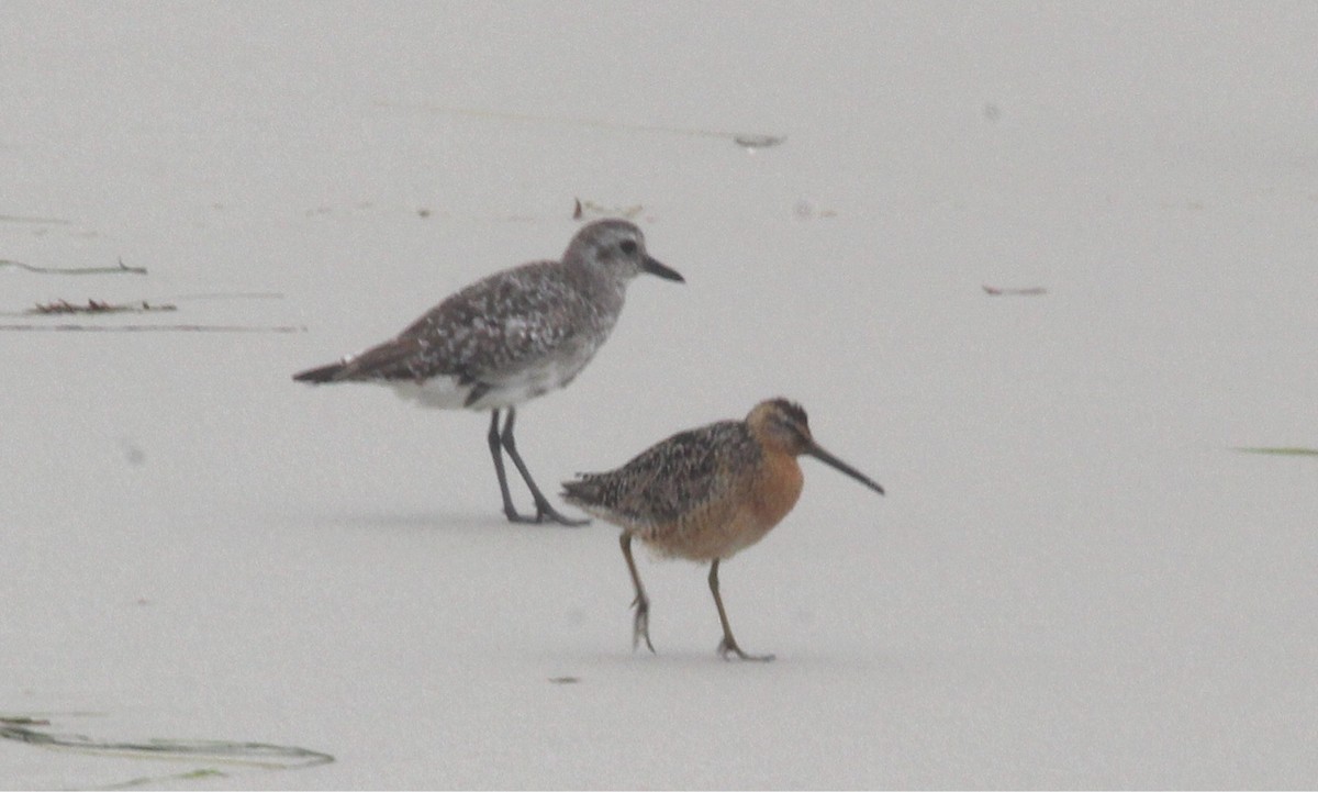 Long-billed Dowitcher - ML622671282