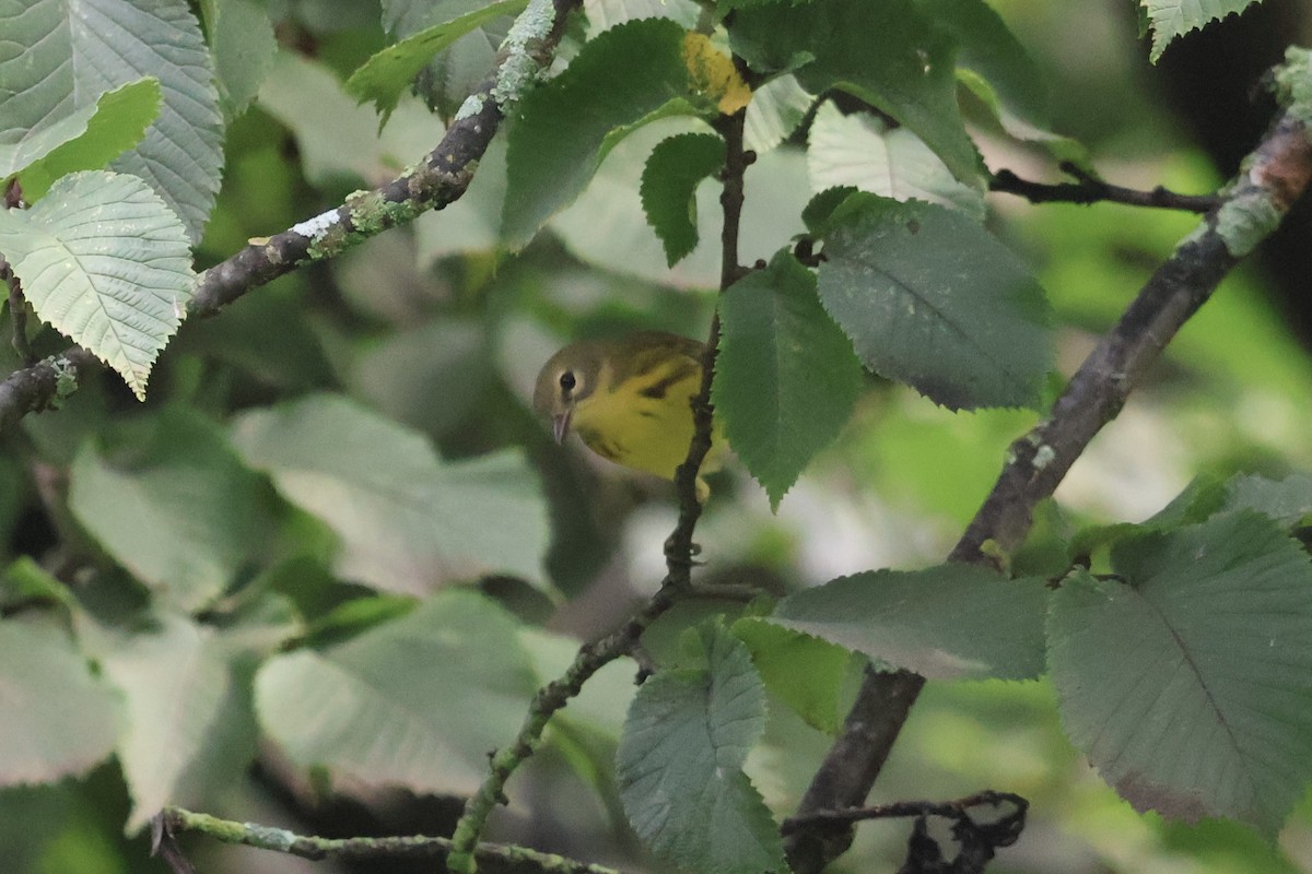 Prairie Warbler - Forrest Wickman