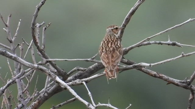 Wood Lark - ML622671321