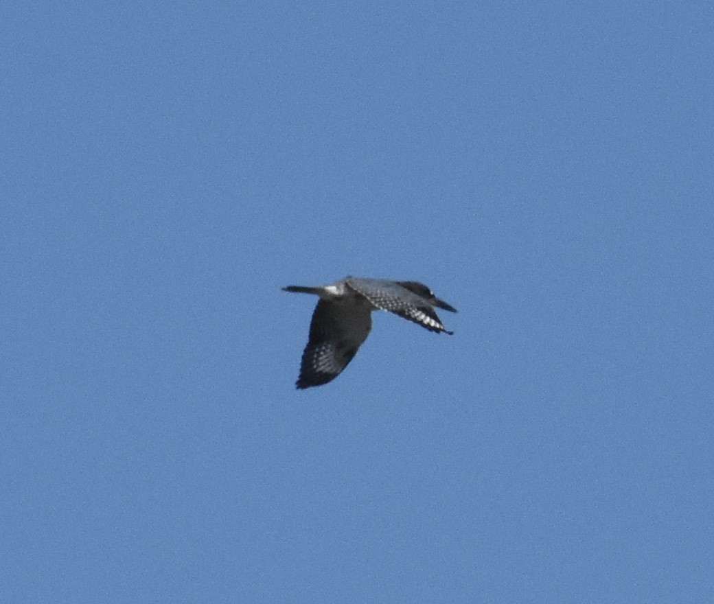 Belted Kingfisher - ML622671344