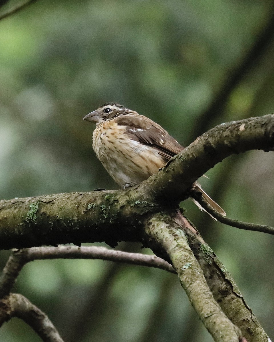 Rose-breasted Grosbeak - Sue Kurtz