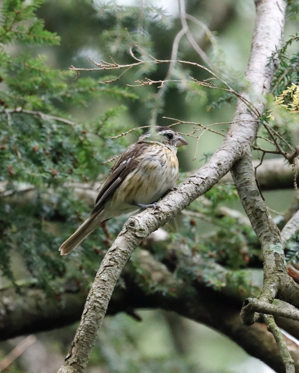 Rose-breasted Grosbeak - Sue Kurtz