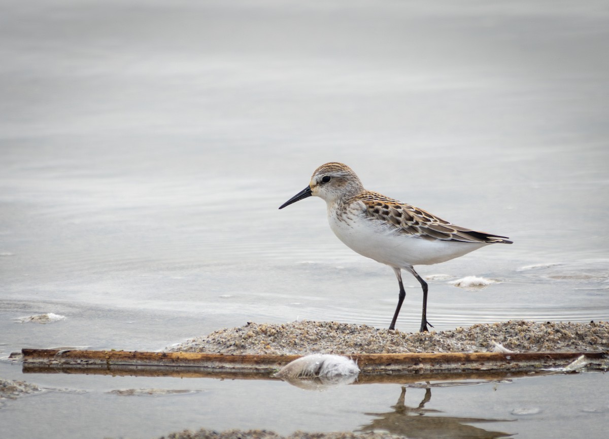 Western Sandpiper - ML622671411