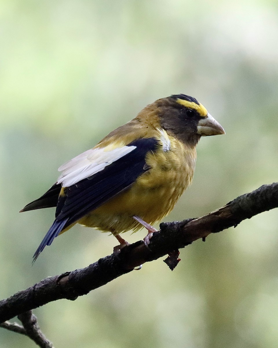 Evening Grosbeak - ML622671442