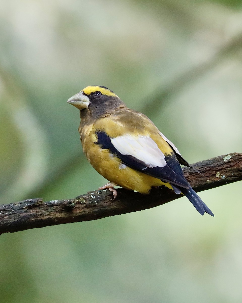 Evening Grosbeak - ML622671443