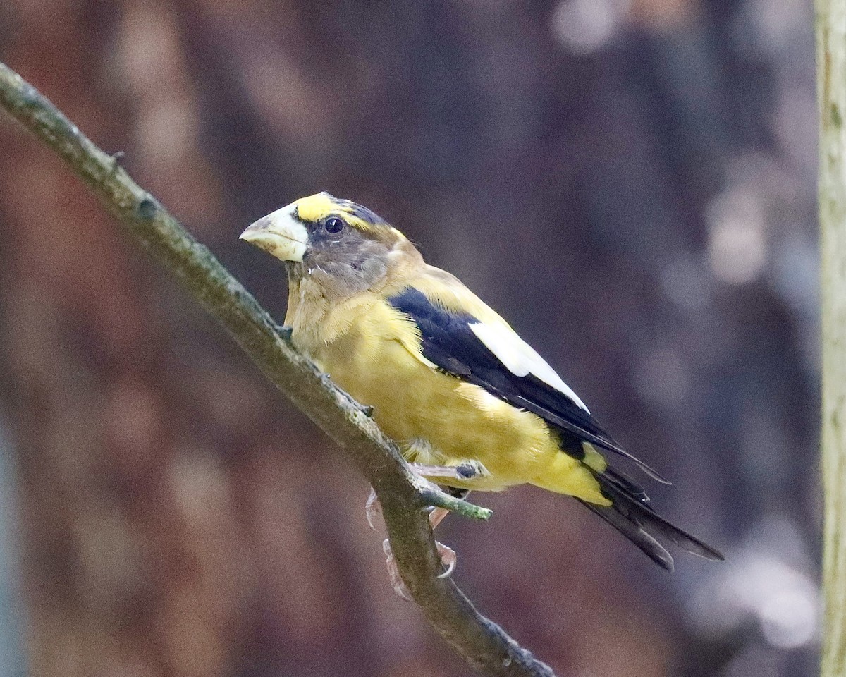 Evening Grosbeak - Sue Kurtz