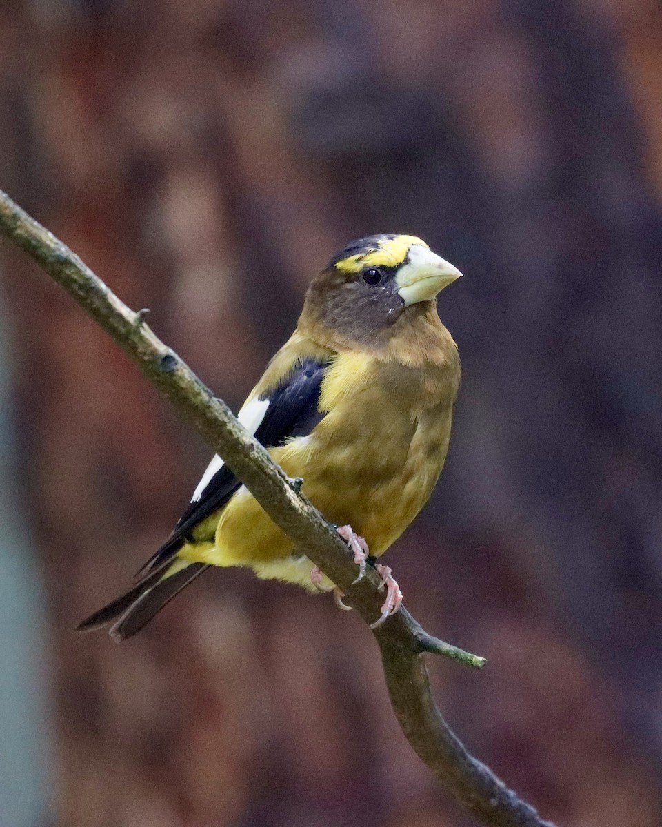 Evening Grosbeak - ML622671445