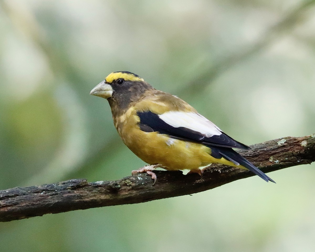 Evening Grosbeak - Sue Kurtz