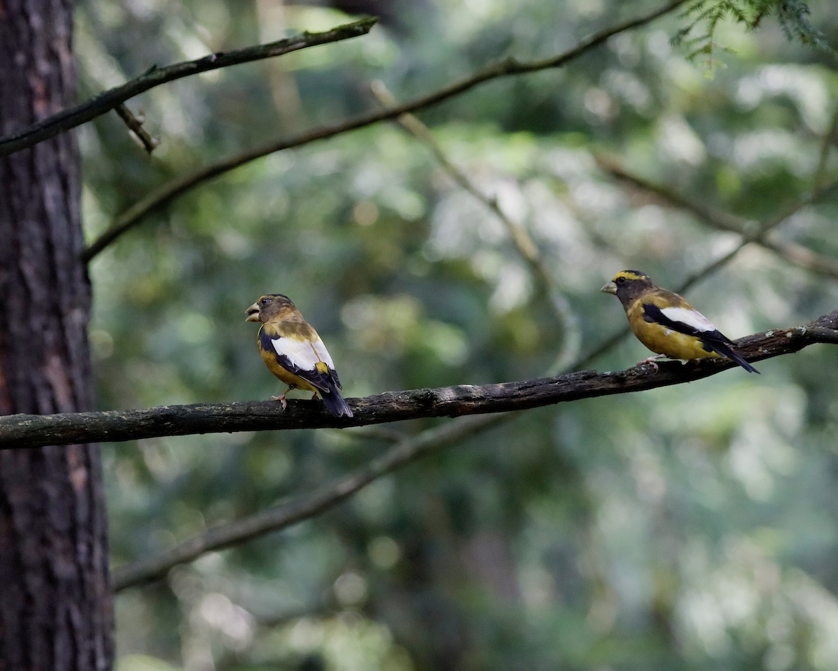 Evening Grosbeak - ML622671453