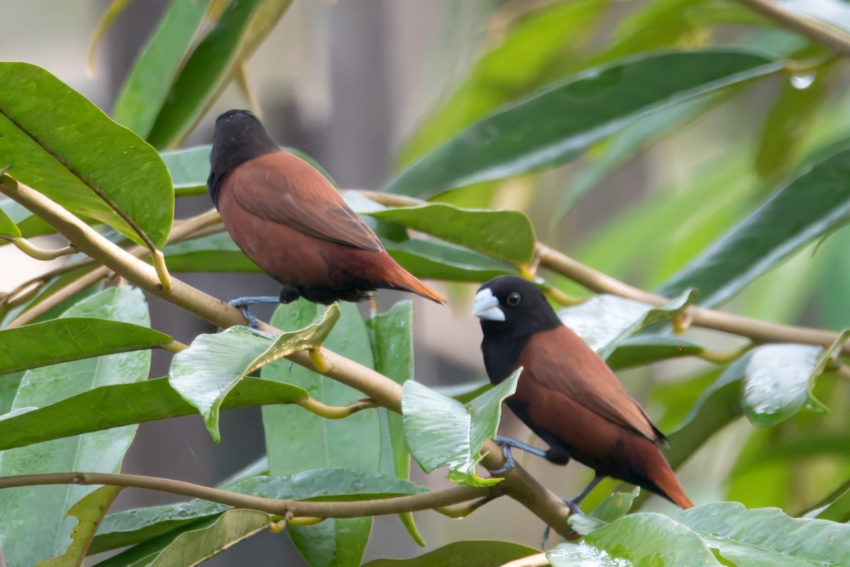 Chestnut Munia - ML622671454