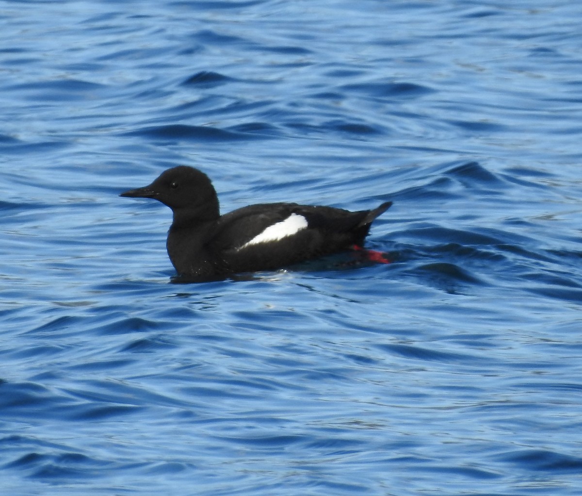 Black Guillemot - ML622671491