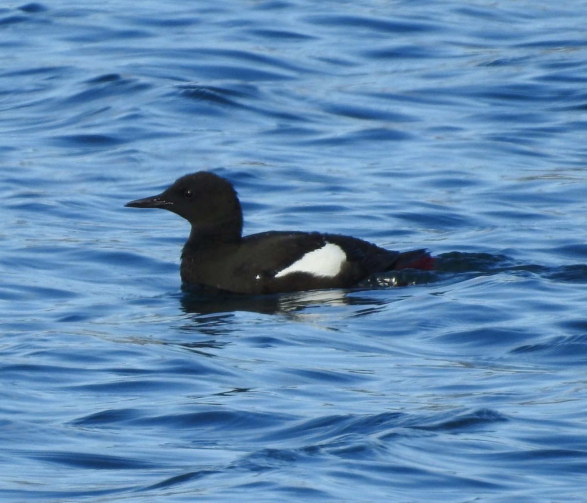 Black Guillemot - ML622671492