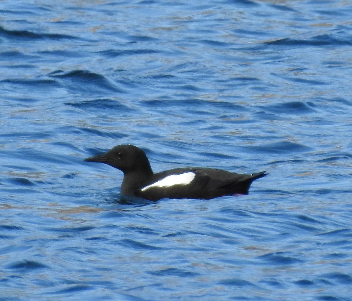 Black Guillemot - ML622671493