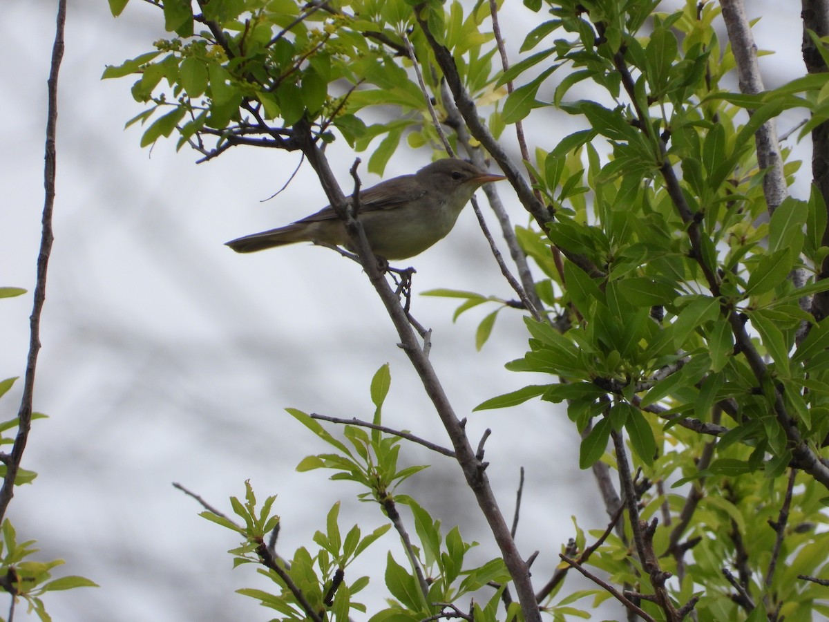 Olive-tree Warbler - ML622671512