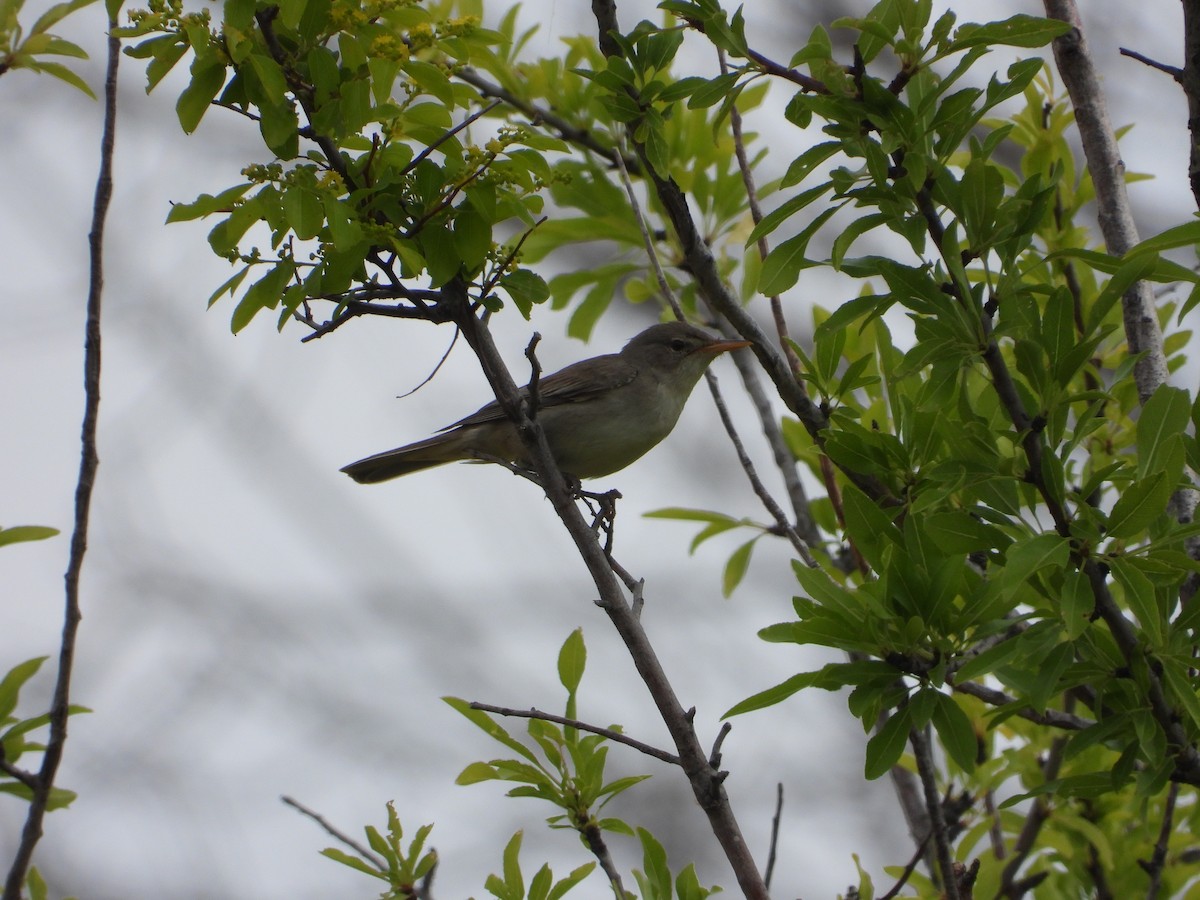 Olive-tree Warbler - ML622671513