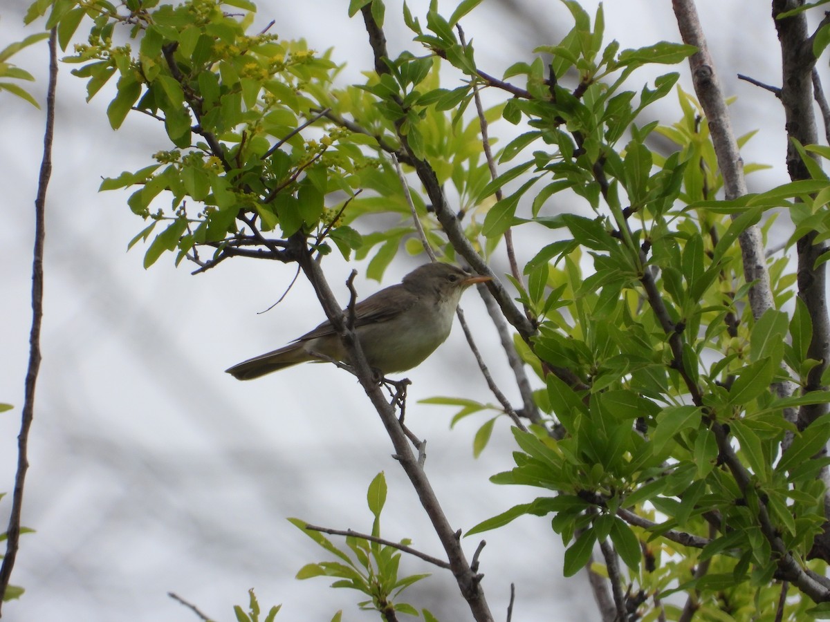 Olive-tree Warbler - ML622671514