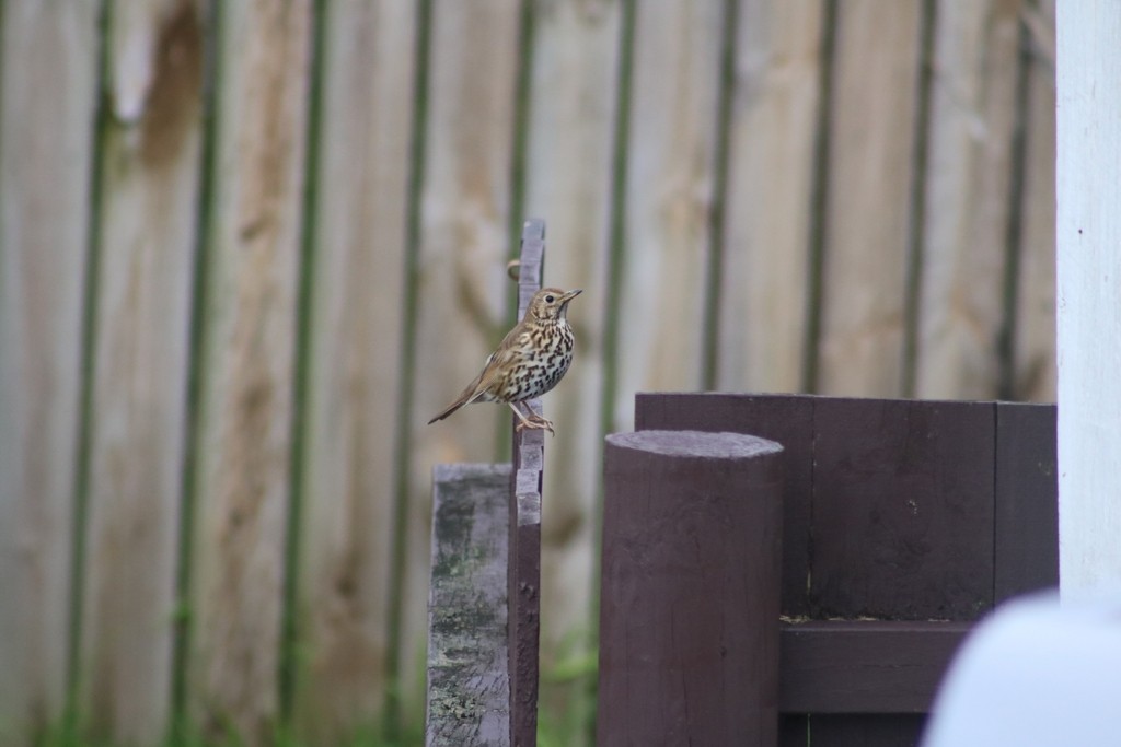 Song Thrush - ML622671517