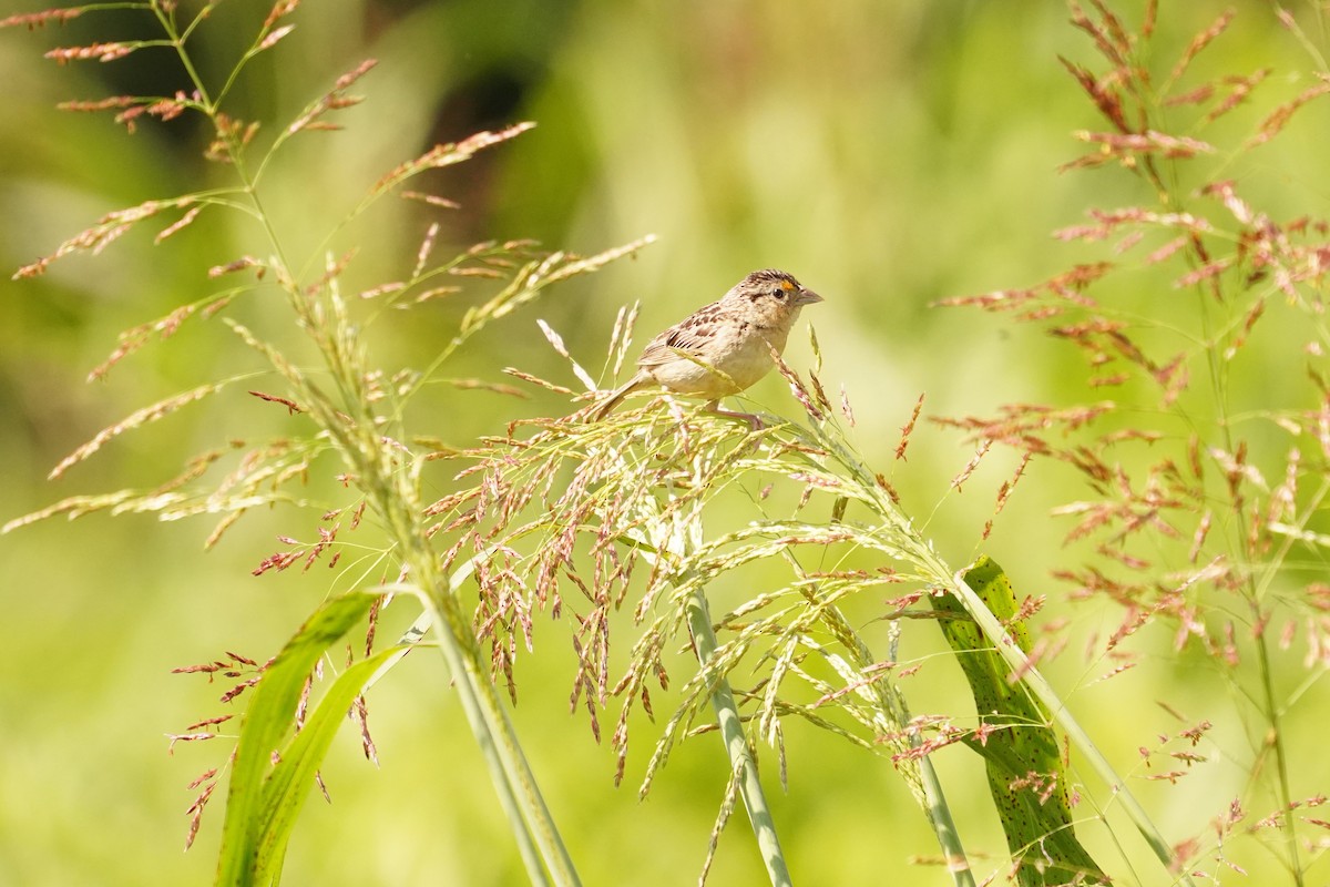 Grasshopper Sparrow - ML622671522