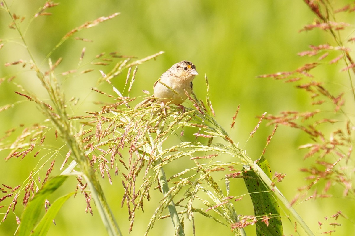 Grasshopper Sparrow - ML622671527