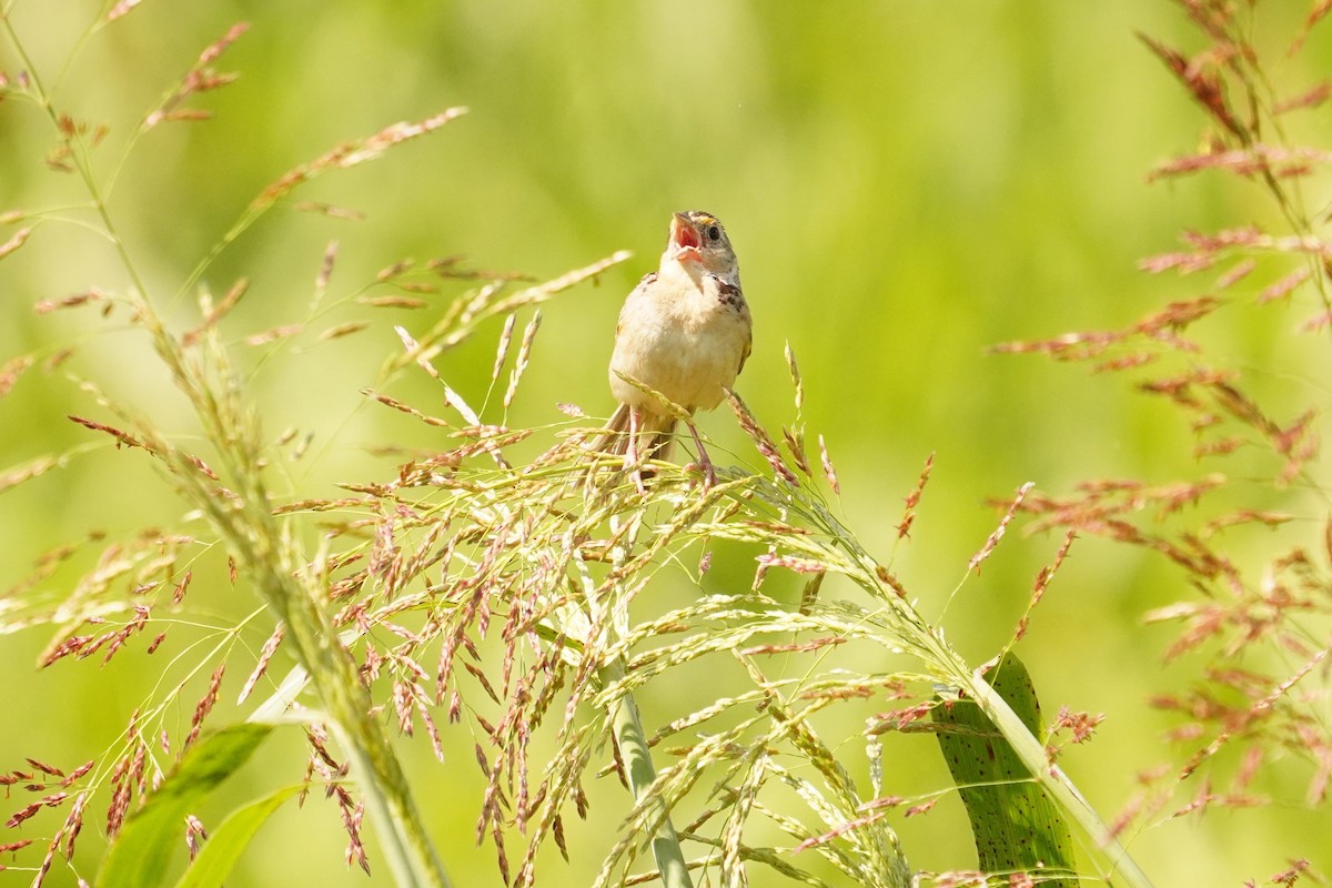 Grasshopper Sparrow - ML622671539
