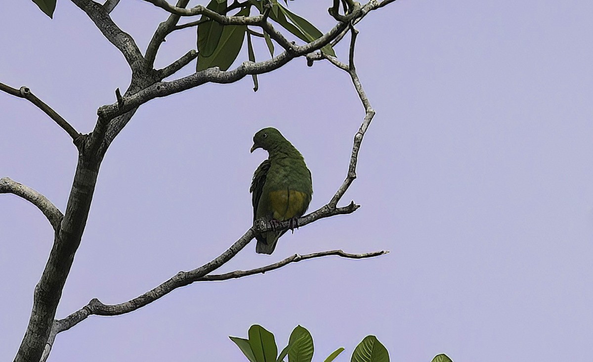 Orange-bellied Fruit-Dove - ML622671558