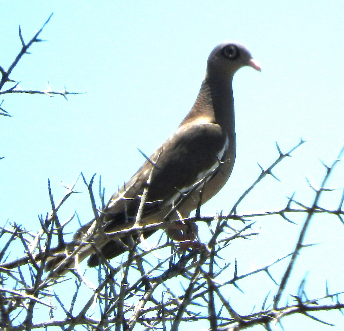 Bare-eyed Pigeon - ML622671570