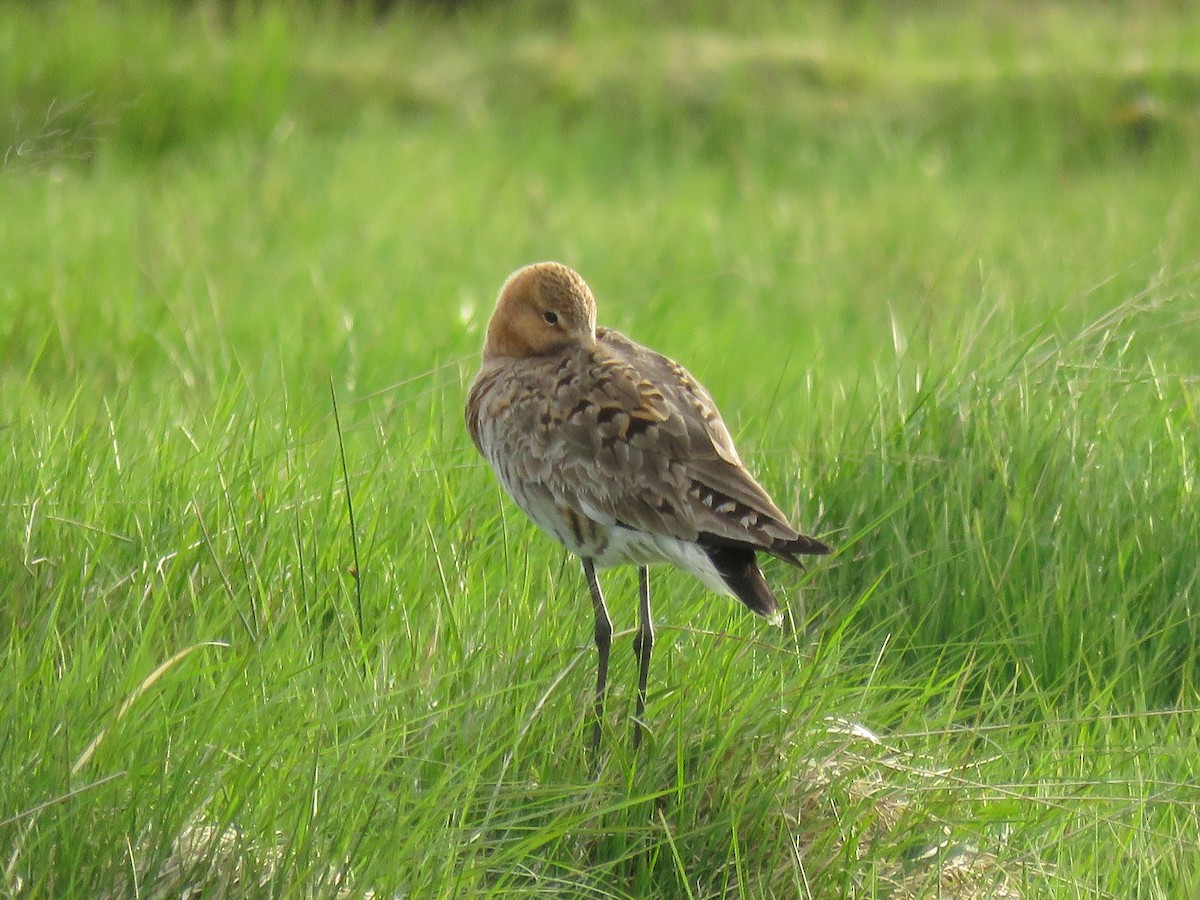 Black-tailed Godwit - Kai Frueh