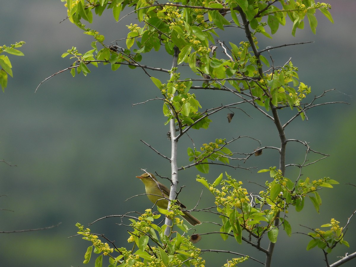 Melodious Warbler - Josip Turkalj