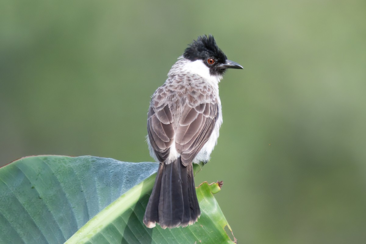 Bulbul Ventridorado - ML622671682