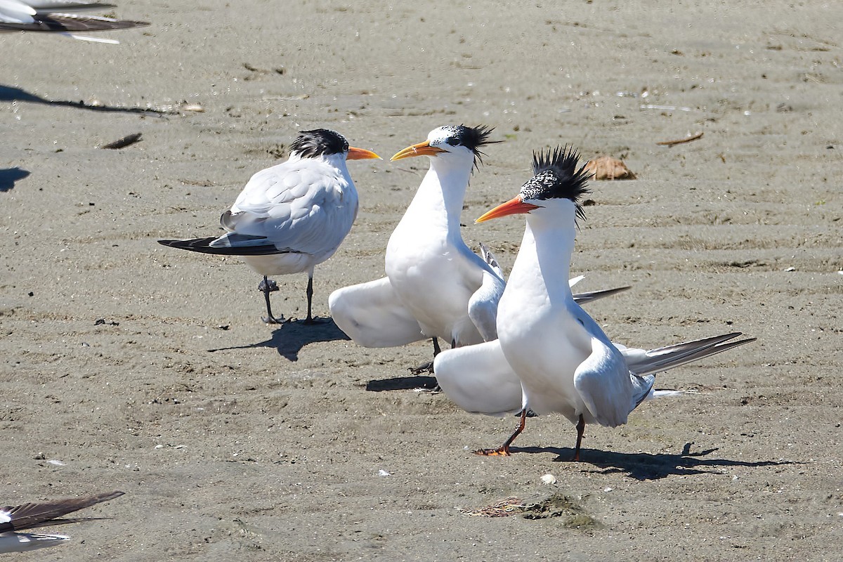 Elegant Tern - ML622671734