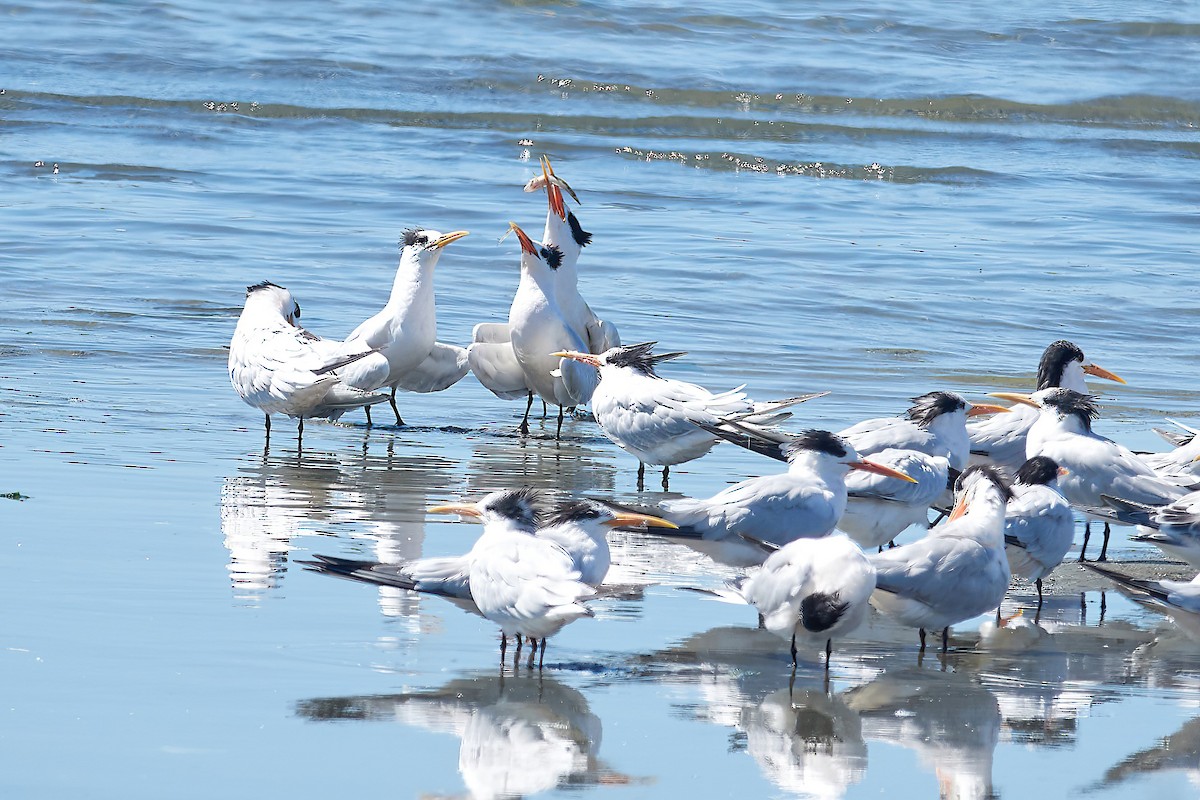 Elegant Tern - ML622671735