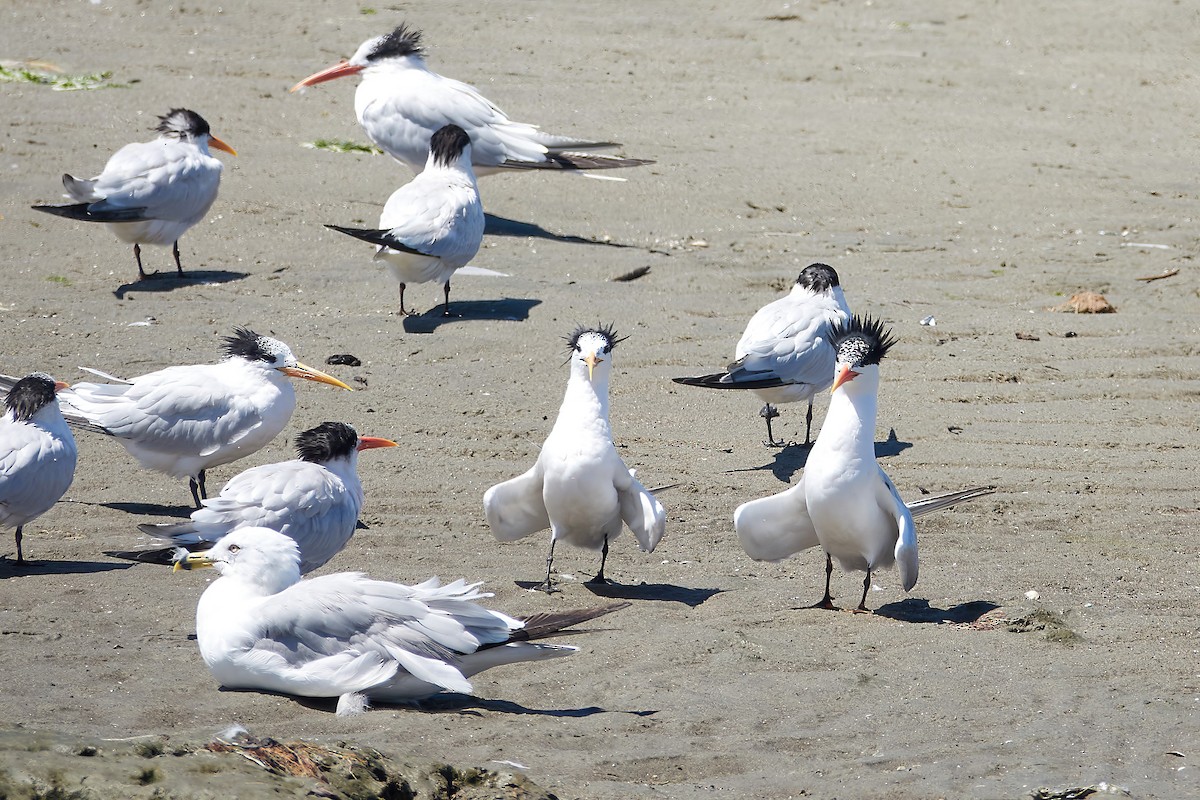 Elegant Tern - ML622671736