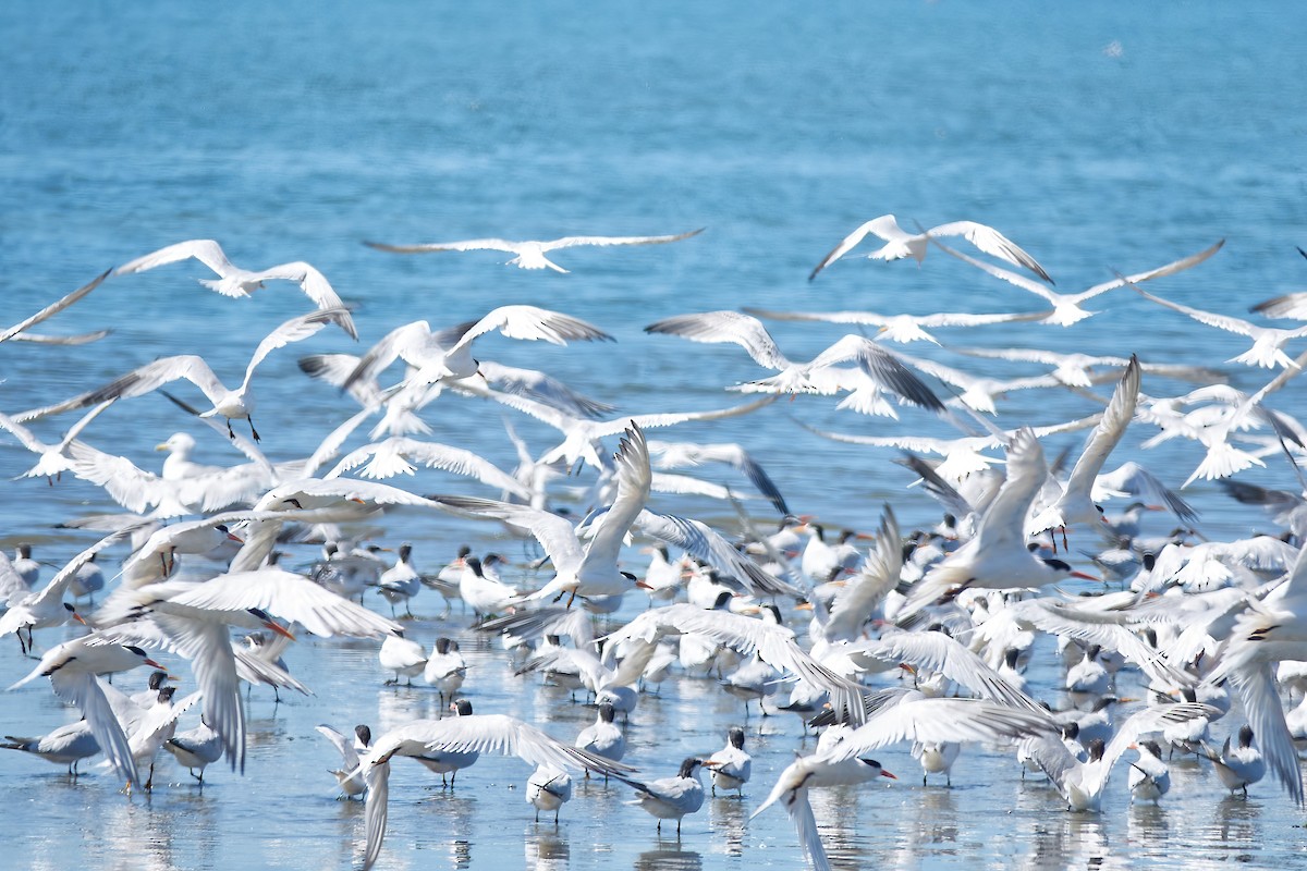 Elegant Tern - Beata Milhano