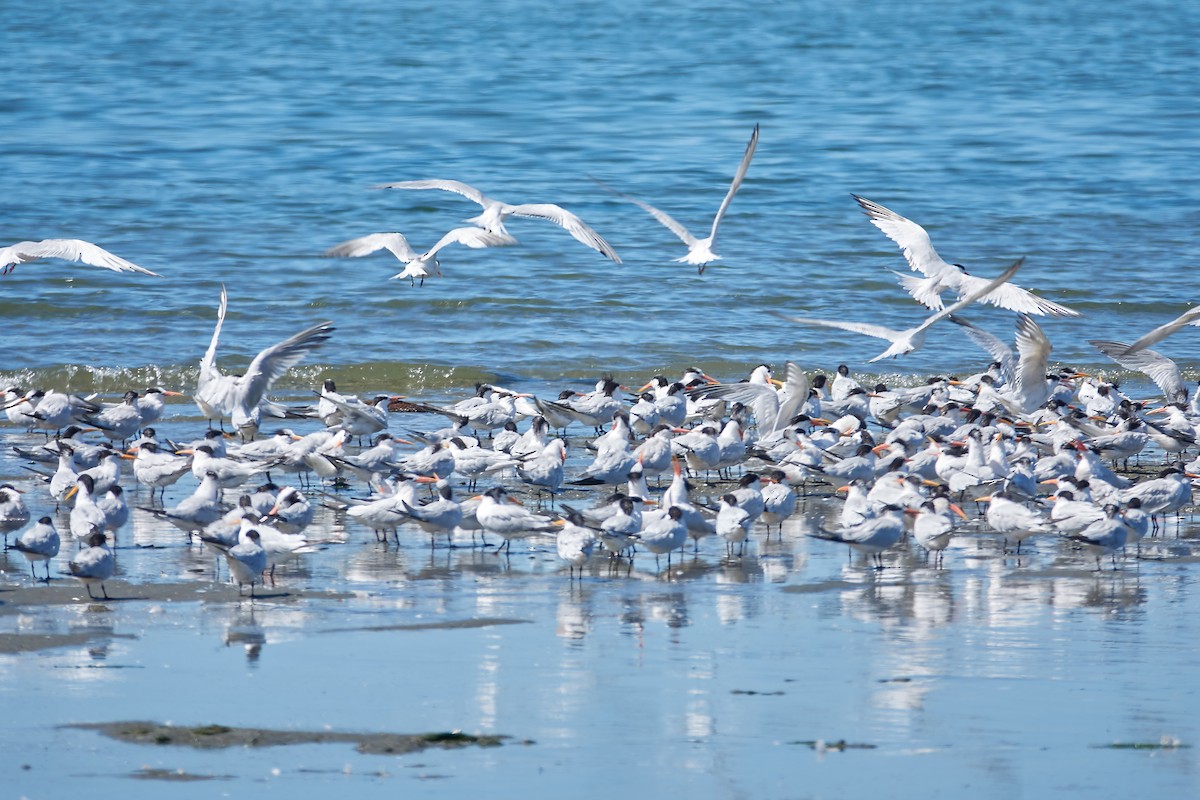 Elegant Tern - ML622671749