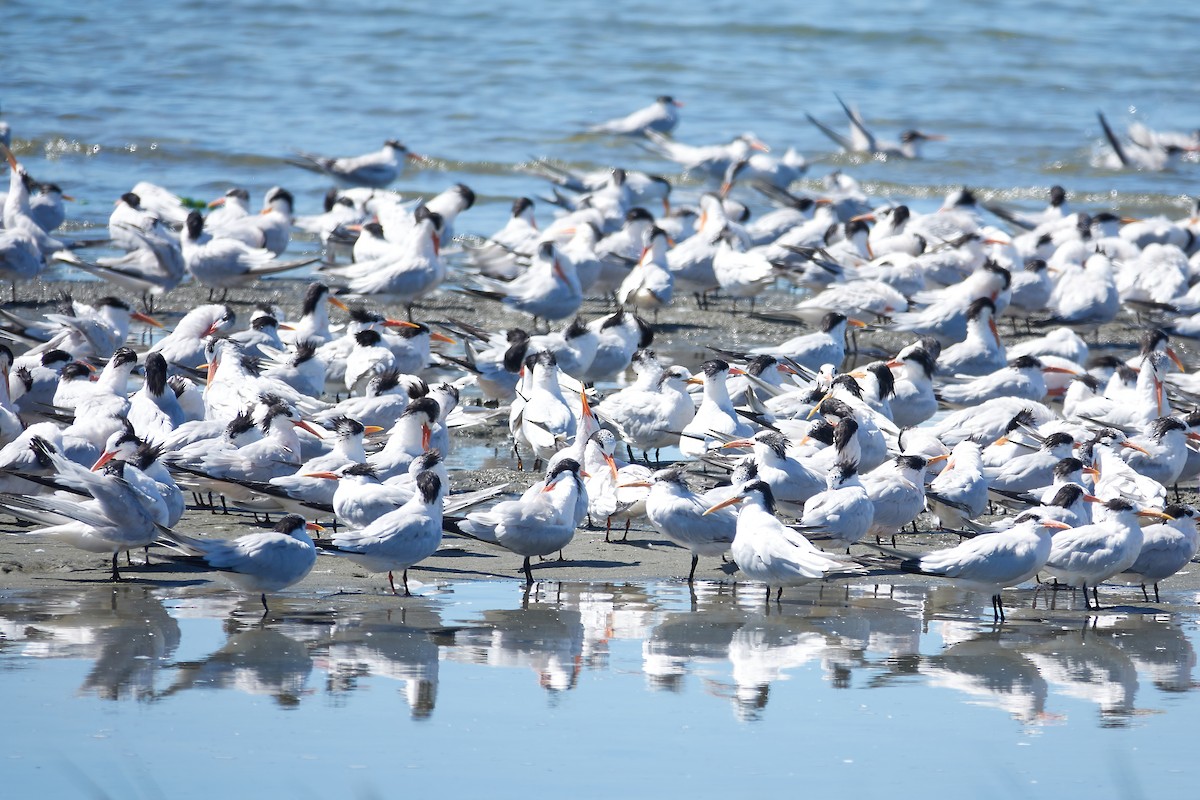 Elegant Tern - ML622671751