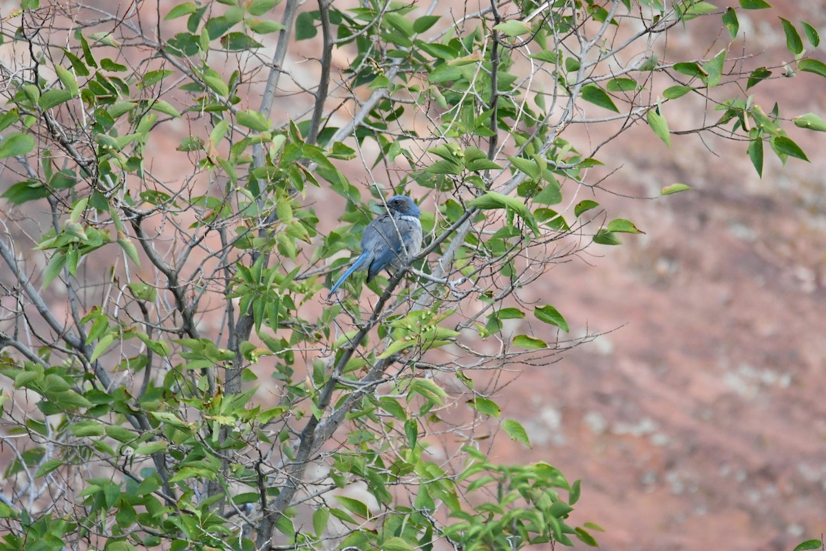 Woodhouse's Scrub-Jay - ML622671752