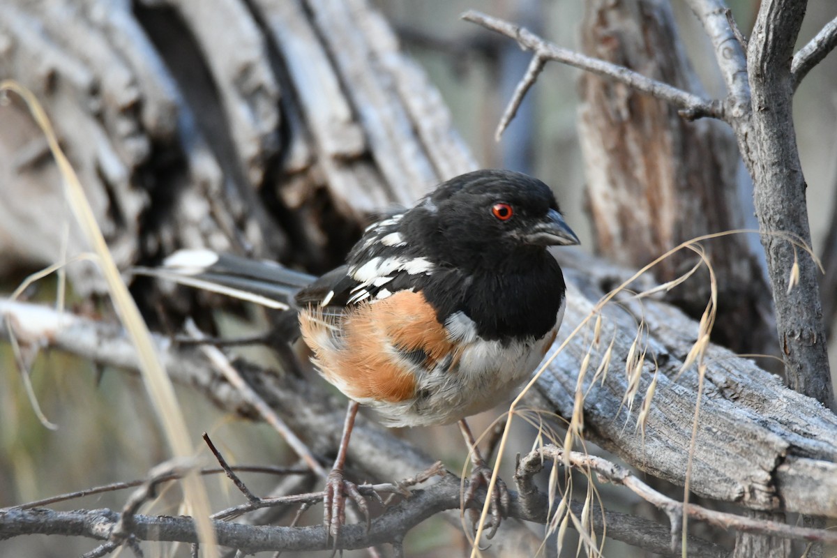 Spotted Towhee - ML622671774